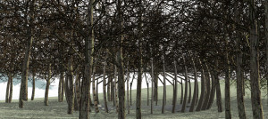 National Arboretum, Canberra, daytime